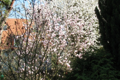 Baumbluete3